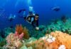 Scuba diver exploring a coral reef
