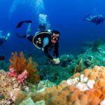 Warming Seas Devastate Reef Foundations Scuba diver exploring a coral reef