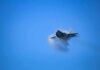 fighter jet creating vapor cone in blue sky