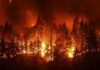 Wildfire engulfing a dense forest at night