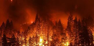 Wildfire engulfing a dense forest at night