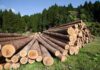 Stacked logs in a green forested area