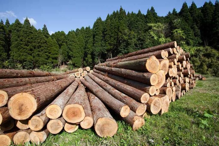 Stacked logs in a green forested area
